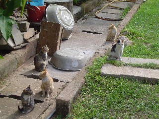 The five cats